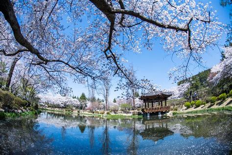 Full day Gyeongju Cherry Blossom Tour - TourMega