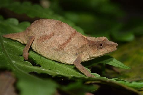 Rare Pygmy Chameleon Believed to Be Extinct Found 'Clinging to Survival' in Malawi