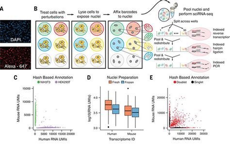 Massively multiplex chemical transcriptomics at single-cell resolution | RNA-Seq Blog