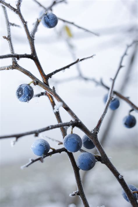 Blueberry Chill Hours - Food Gardening Network