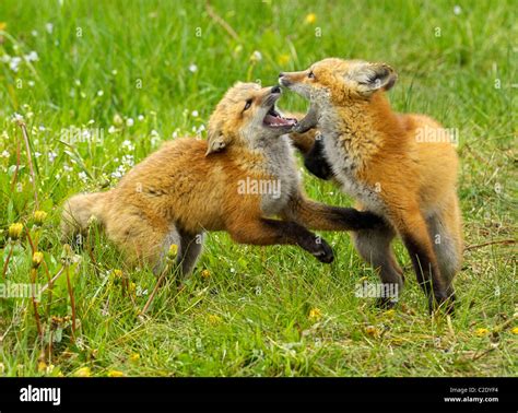 Red Fox babies at play Stock Photo - Alamy