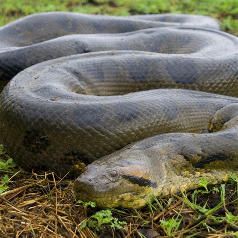 Green Anaconda | National Geographic