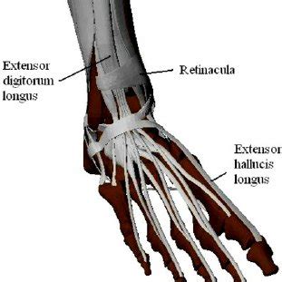 The basis functions used for simulating the extensor digitorum longus... | Download Scientific ...