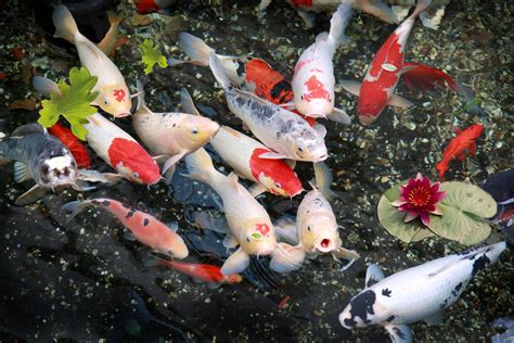 Koi Fish Pond - Best Decorations