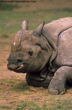 17 Greater One-Horned Rhino Facts ideas | rhino facts, rhino, rhinoceros