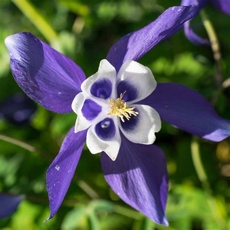 Colorado Blue Columbine Flower Seeds - 1 Oz - Perennial Wildflower Garden Seeds - Aquilegia ...