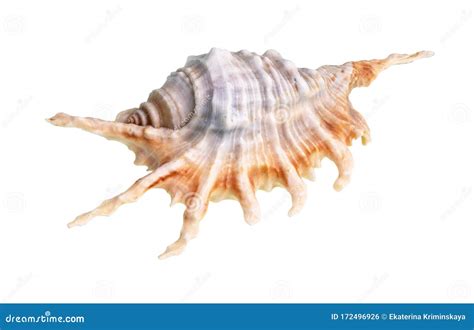 Murex Snail Shell (Chicoreus Brevifrons) Royalty-Free Stock Photo | CartoonDealer.com #58349793