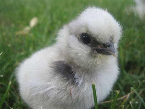 Silkie Baby...you know you want one! | Silkies, Animals, Chickens