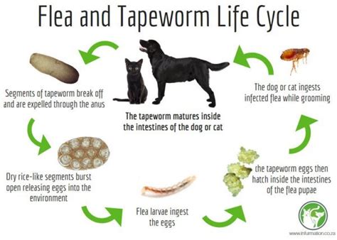 Tape Worms In Dogs Poop