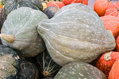 The Modern Farmer Guide to Winter Squash Varieties - Modern Farmer