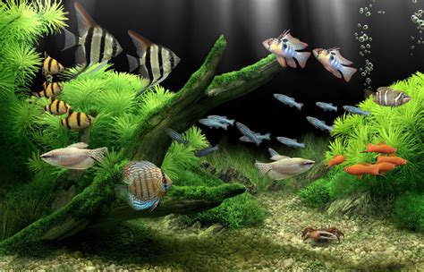 Dream Aquarium - The World's Most Amazing Virtual Aquarium for your PC ...