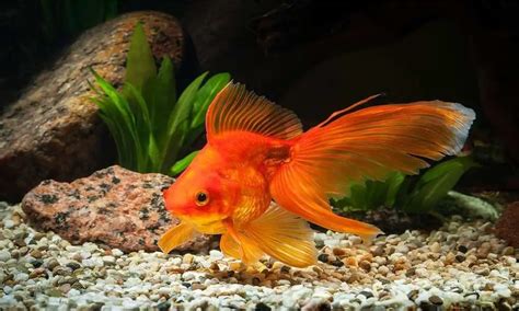 How Big Can Goldfish Get | Fish Growth Guides – Love Fish Tank