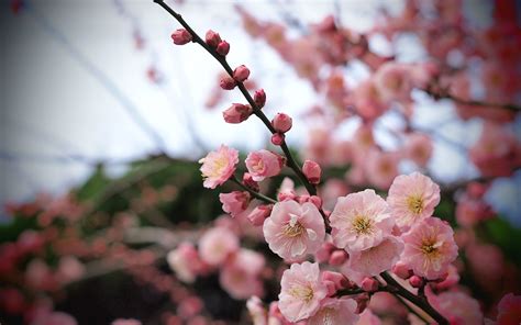 Apricot Blossom Buds wallpaper | 2560x1600 | #28968