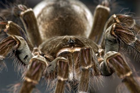 Goliath Bird-Eating Spider (Theraphosa Blondi) | about animals