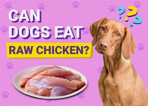 Can Dogs Eat Raw Chicken? Vet-Verified Dietary Facts – Dogster