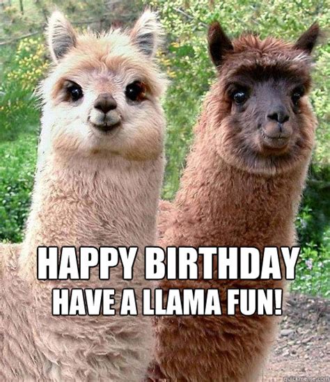 Happy birthday Llama memes | quickmeme