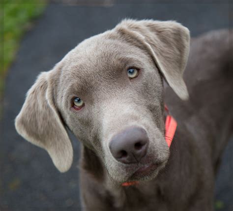 Shelter Dogs of Portland: "SPUTNIK" young Weimaraner/Silver Lab mix