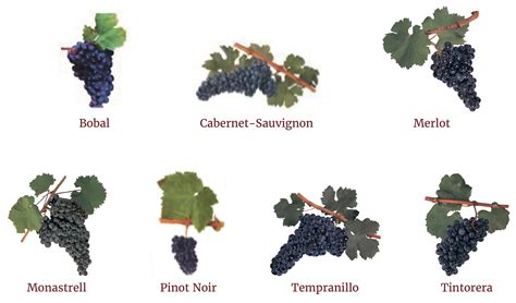 Grape varieties | DO Valencia