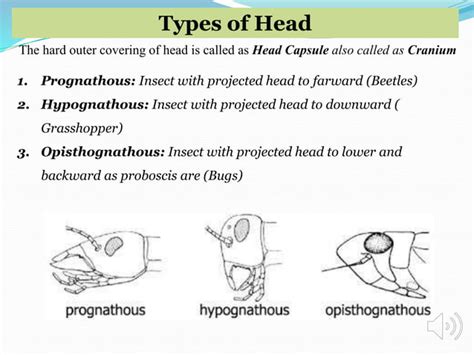 Insect head and its types