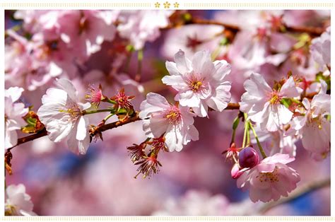 15 Japanese Flower Meanings and Where to Find Them - ProFlowers Blog