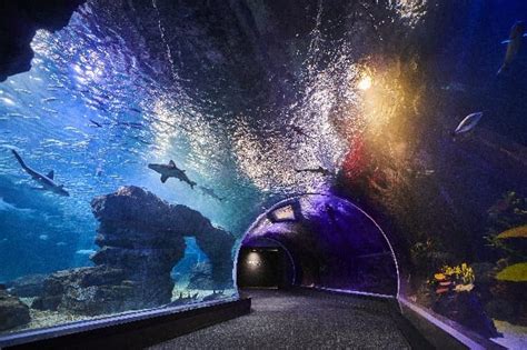 New Aquarium Marks Completion of Suwon MICE Complex » Exhibit City News