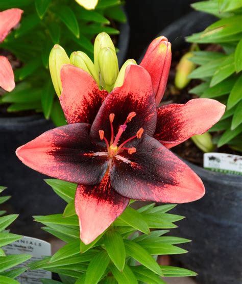 Tiny Shadow Dwarf Asiatic Lily • Kiwi Nurseries Ltd