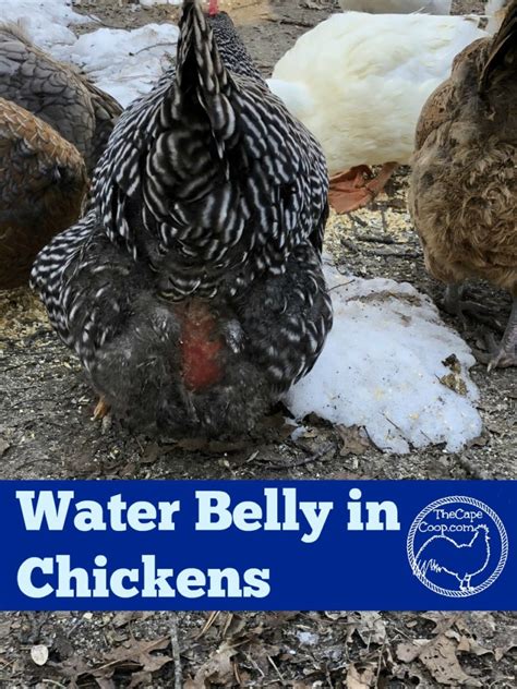 Water Belly (Ascites) in Chickens - The Cape Coop