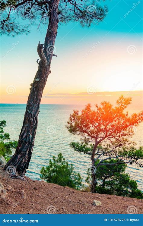 Landscape with Coast with Pine Forest at Sunset Stock Image - Image of ...