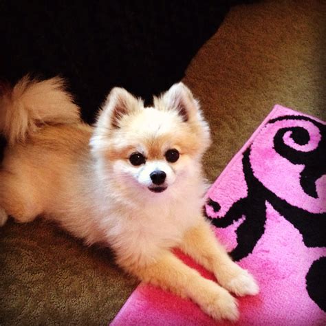 Pomeranians Pomchi Puppies, Pomeranians, Diamond Clothing, Baby Lulu, Pomeranian Lovers, Diamond ...