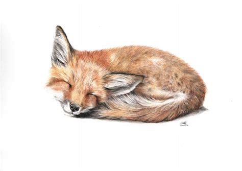 Original Fox Drawing, Fox Portrait, Original Fine Art, Colored Pencil ...