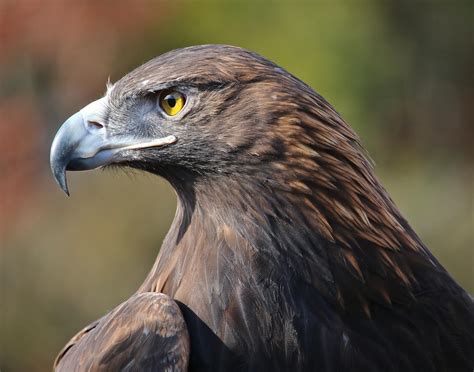 Golden Eagle | Audubon California