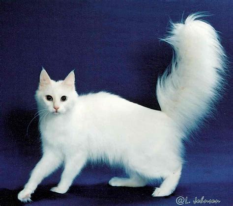 Image - White-Turkish-Angora-Cat.jpeg | Animal Jam Clans Wiki | FANDOM powered by Wikia