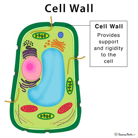 Bacteria Cells Cell Wall Shapes Labeled Diagram And Structure | Porn ...