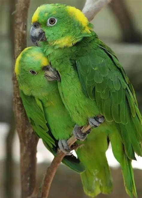 15 Types of Talking Parrots That You Must Know - 10Largest