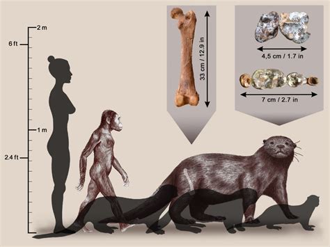 Extinct Otter Species As Huge As A Modern Lion Newly Identified In Ethiopia - World News-Update