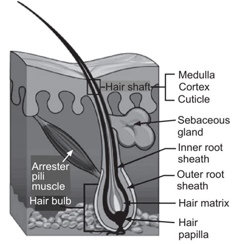 Top 100 image diagram of the hair follicle - Thptnganamst.edu.vn