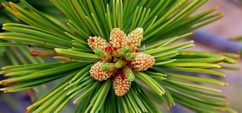 Limber Pine/Rocky Mountain White Pine (Pinus flexilis) - LAM Tree Service