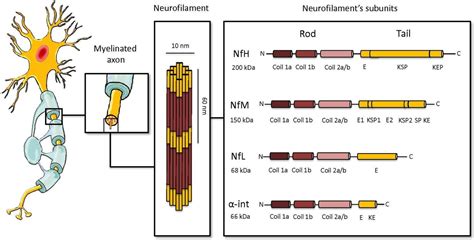 Neurofilaments