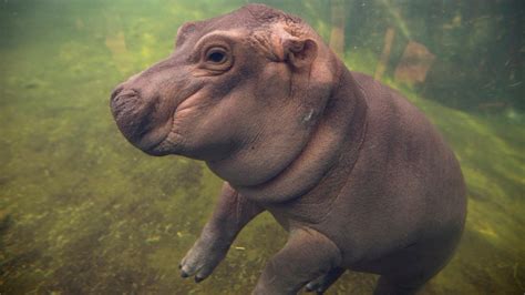 Baby hippo Fiona makes her media debut at zoo, explores pool | CTV News