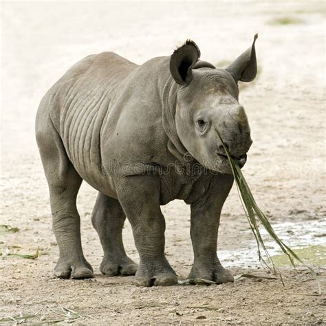 Endangered Black Rhinoceros Stock Photo - Image of africa, animal: 18545528