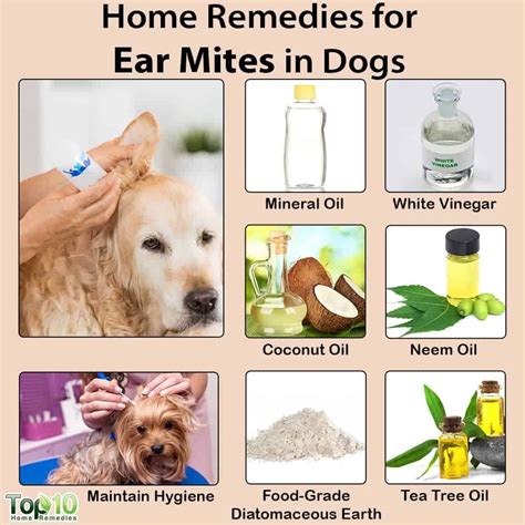 How To Get Rid Of Ear Mites In Dogs