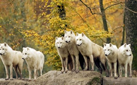 Wallpapersity: Wolf pack wallpaper with many wolves