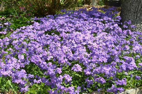 Buy Creeping Phlox 'Sherwood Purple'- Lauren's Garden Service