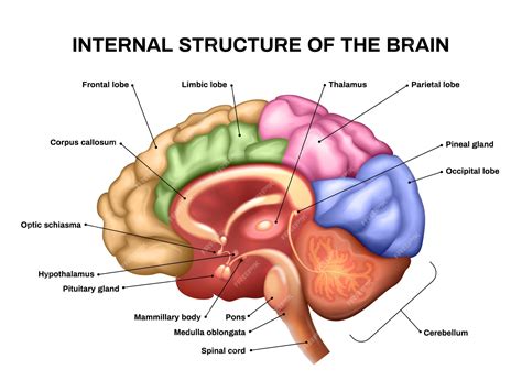 Brain Anatomy And Function