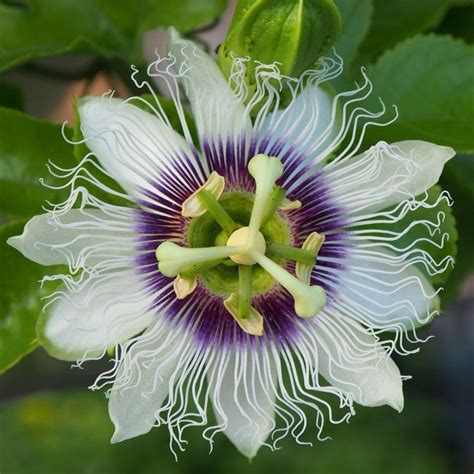 Buy edible-fruited passion flower - Passiflora edulis Passiflora edulis: Delivery by Waitrose Garden