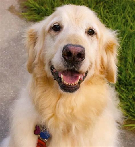 Everything You Need To Know About Golden Retriever Rescue In Florida