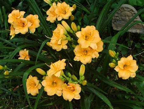 Dwarf Daylilies Assorted Gallon | ubicaciondepersonas.cdmx.gob.mx