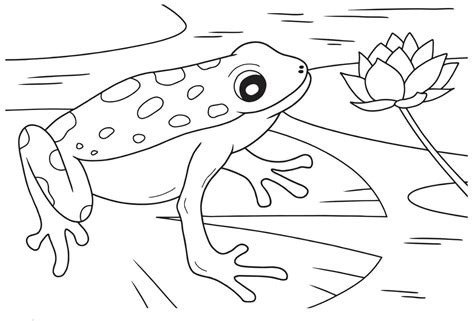 Line art of a frog. Used for coloring book and coloring pages 21580929 ...