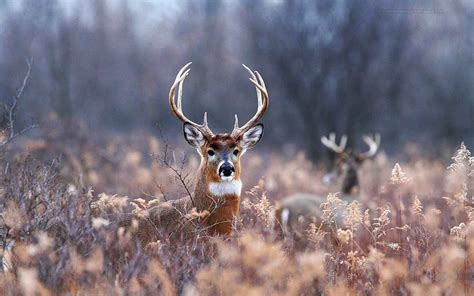 🔥 [0+] HD Deer Hunting Wallpapers | WallpaperSafari