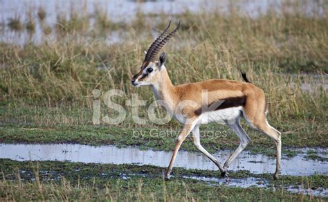 Thomsons Gazelle Stock Photo | Royalty-Free | FreeImages